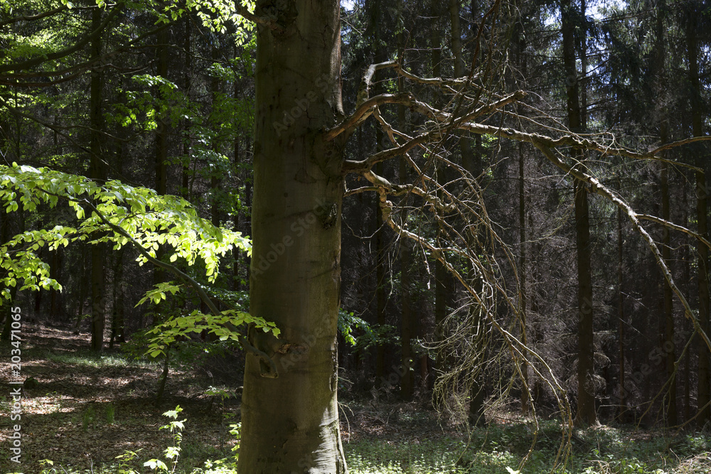 Fototapeta premium Clear green Forest from the spring Mountains in southern Czech, Czech Republic