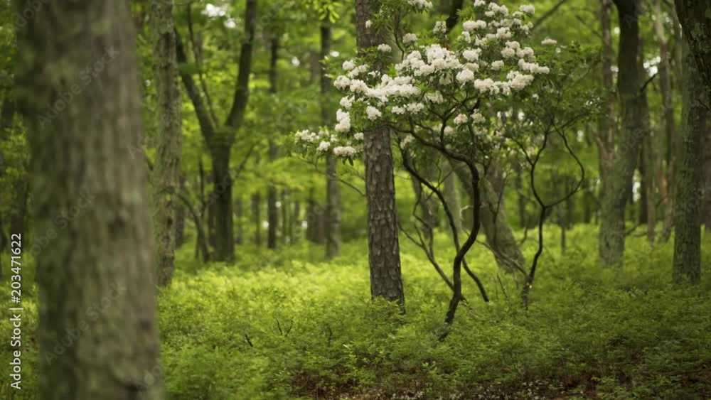 Zoom in and slide to the right of blooming mountain laurel bush. Zoom in and slide to the right of blooming mountain laurel bush.