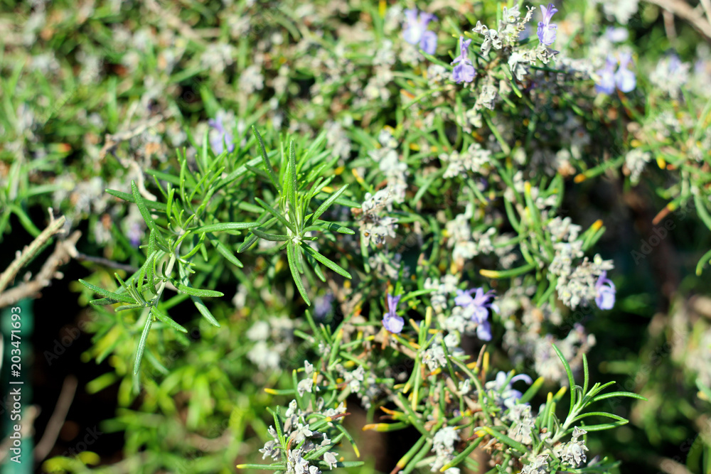 Rosemary herb branches with leaves close-up. Cooking food ingredient, raw flavoring plants