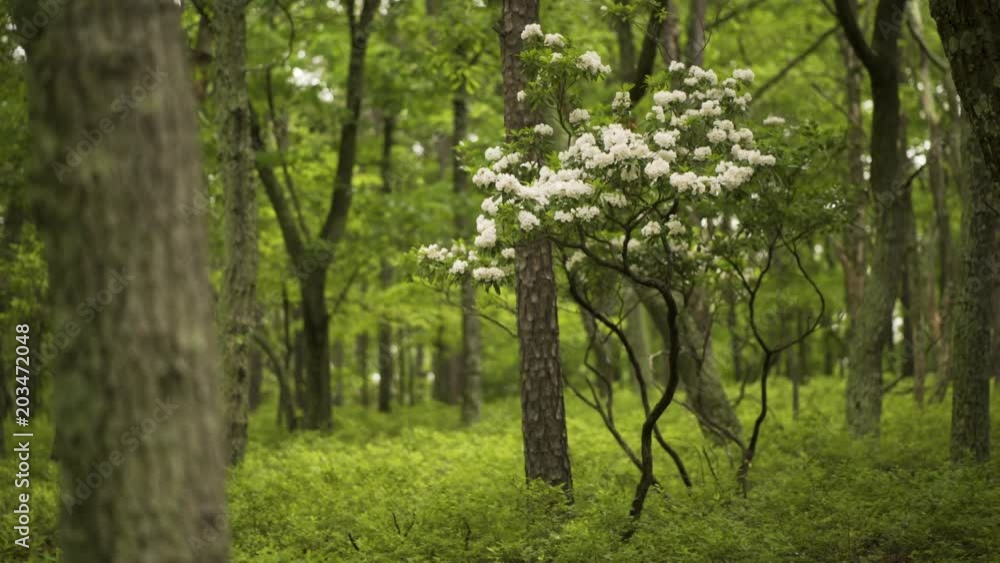 Slow slider to the right of blooming mountain laurel alone in the forest.