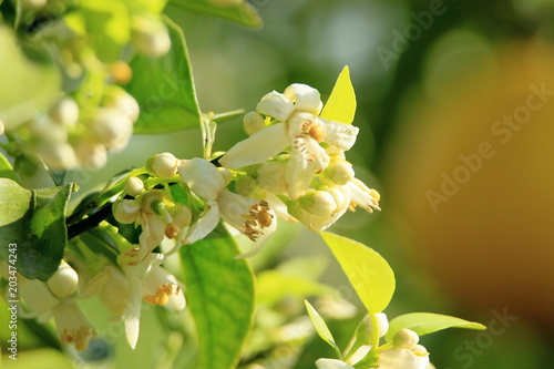 Obraz na płótnie 日向夏ミカンの花 w salonie