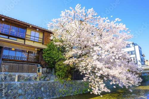 桜と京都の街並みの風景