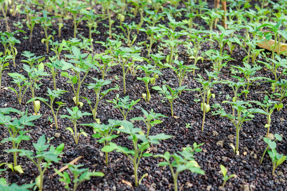 Seedlings of tomato. Growing tomatoes in the greenhouse. Seedlings in the greenhouse. Growing of vegetables in greenhouses Seedlings of tomato. Growing tomatoes in the greenhouse. Seedlings in the greenhouse. Growing of vegetables in greenhouses
