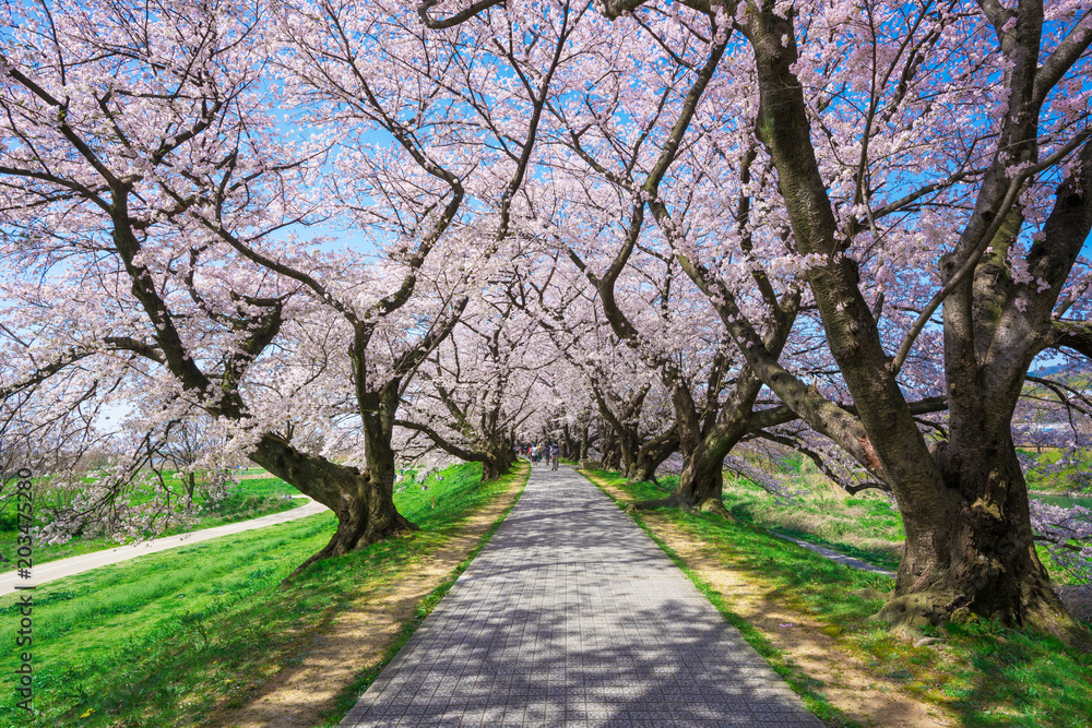 京都府八幡市 背割堤の桜 京都府八幡市 背割堤の桜