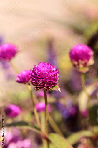 Gomphrena globosa Purple flower blooms photo