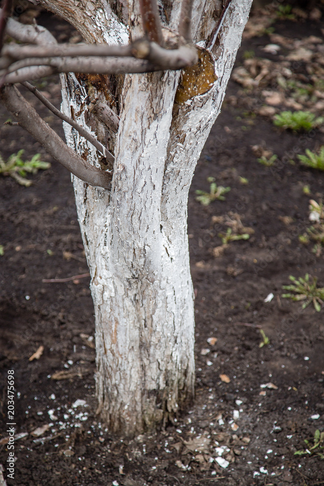 spring processing of trees, whitewash of the trunk spring processing of trees, whitewash of the trunk