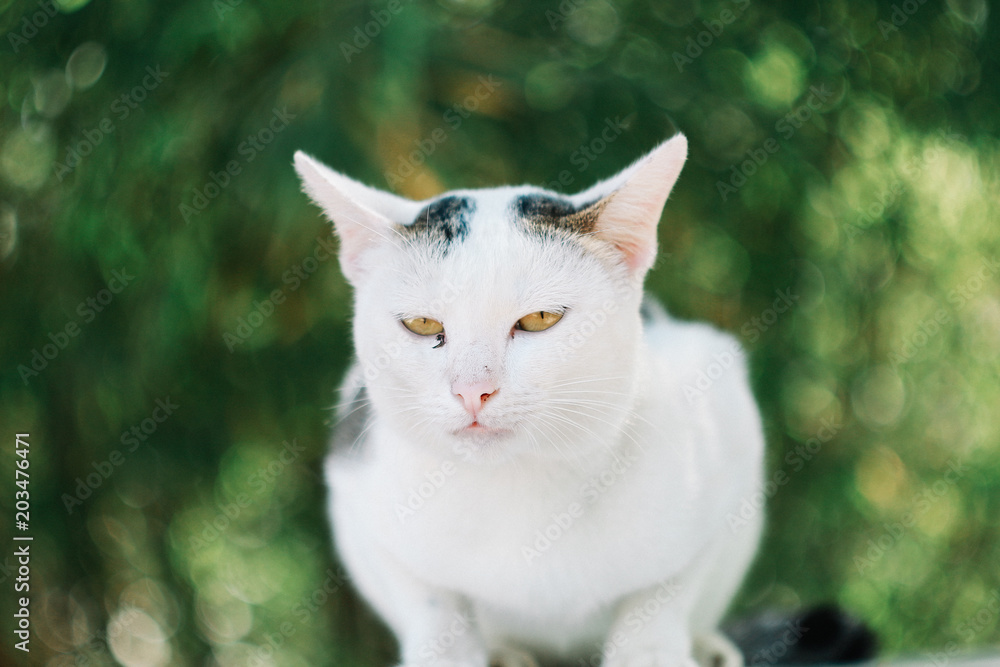 Obraz premium Cute White CAt 