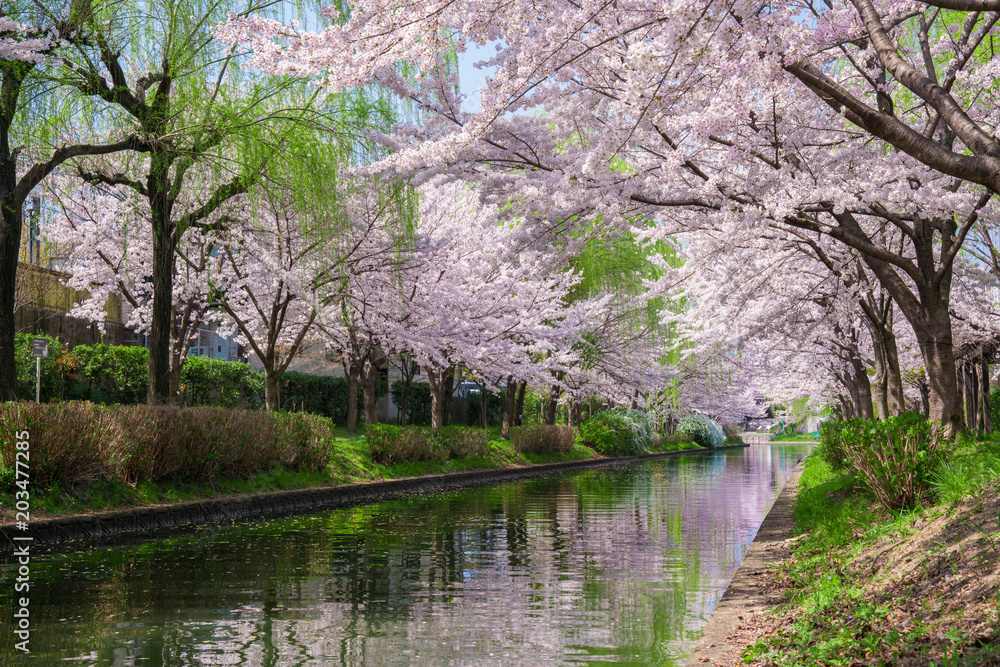 京都　伏見の桜