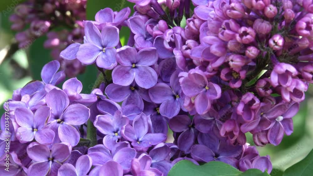 Large flowers of lilacs bloom in the botanical garden in the spring close-up Large flowers of lilacs bloom in the botanical garden in the spring close-up