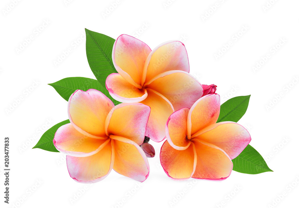 Naklejka premium frangipani tropical flower, plumeria, Lanthom, Leelawadee flower with green leaves isolated white background