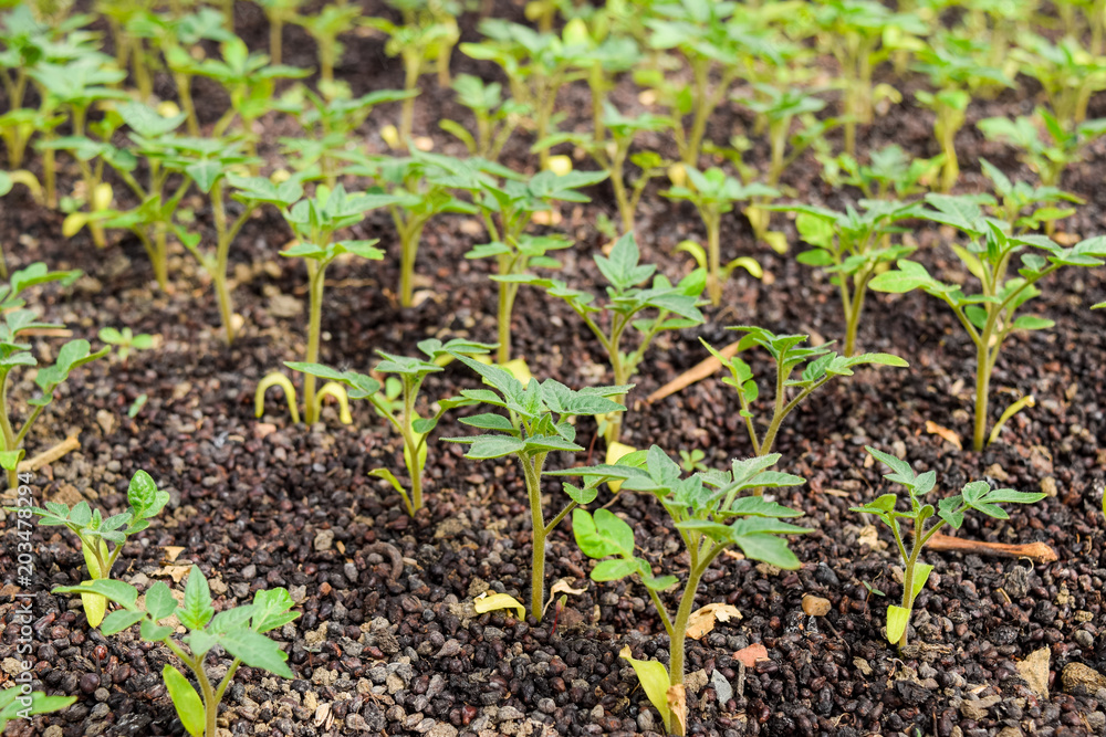Seedlings of tomato. Growing tomatoes in the greenhouse. Seedlings in the greenhouse. Growing of vegetables in greenhouses Seedlings of tomato. Growing tomatoes in the greenhouse. Seedlings in the greenhouse. Growing of vegetables in greenhouses