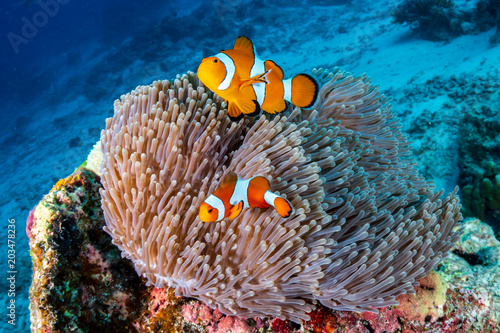 Canvas Print A family of cute Clownfish in their home on a tropical coral reef
