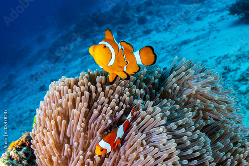 A family of cute Clownfish in their home on a tropical coral reef