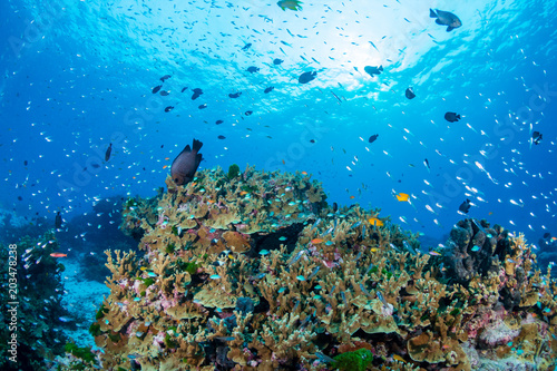 Tropical fish swimming around a hard coral on a healthy coral reef