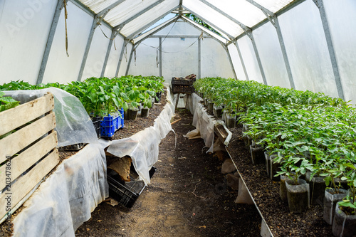 Seedlings of vegetables in the greenhouse. Tomatoes, cucumbers and peppers. photo