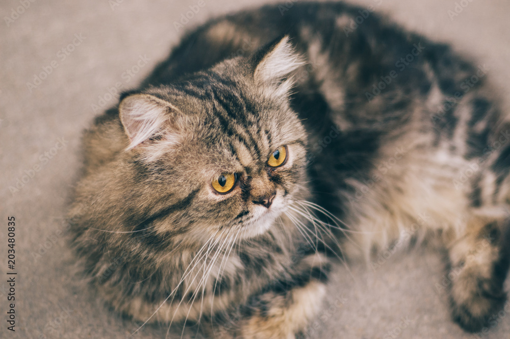 Moody Persian Cat 