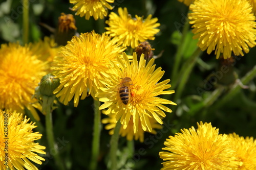 Fototapeta Naklejka Na Ścianę i Meble -  flower, dandelion, yellow, nature, spring