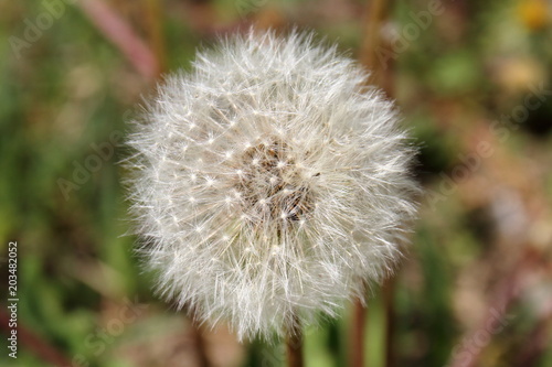 dandelion, flower, nature, plant, green