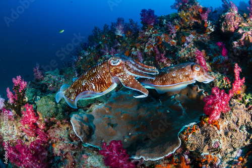 Mating Pharaoh Cuttlefish at dawn on a colorful tropical coral reef