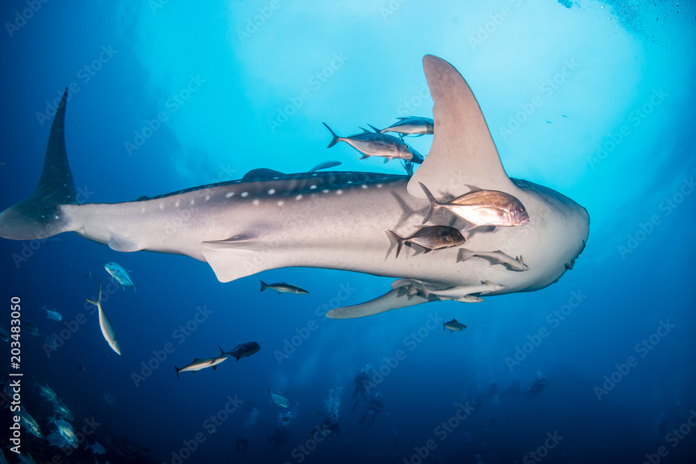 Obraz premium A huge female Whale Shark with Remora and Cobia swimming in blue water above a coral reef