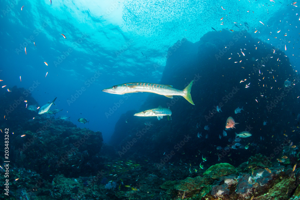 Fototapeta premium Large Barracuda patrolling a coral reef