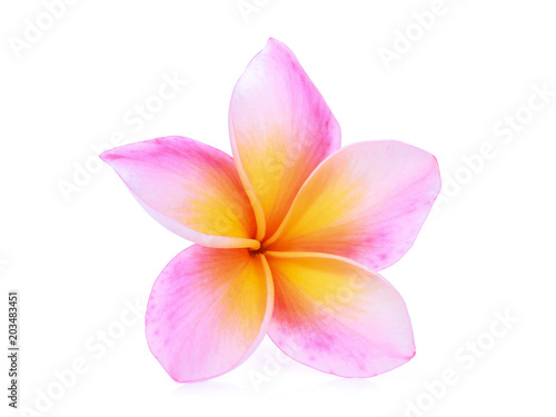 single pink frangipani isolated white background