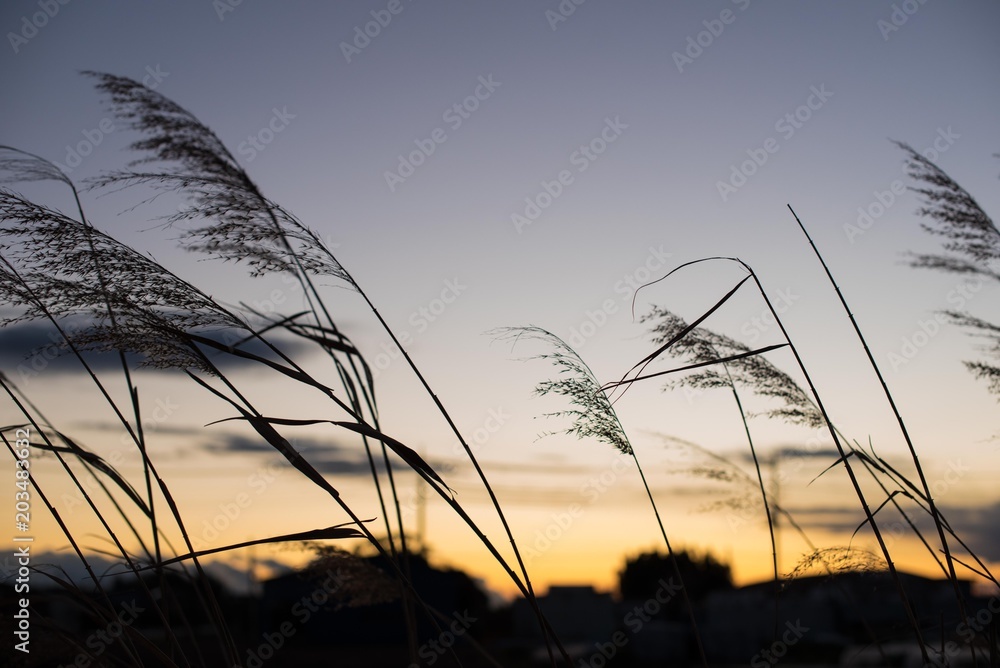 Fototapeta premium 夕焼けとすすき