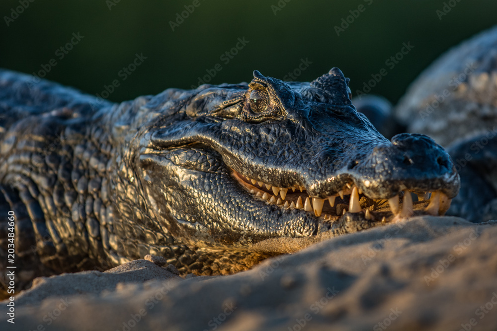 Obraz premium A large caiman, Caiman latirostris, walks down the beach to enter the Cuiaba River. 