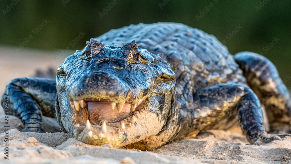 Obraz premium A large caiman, Caiman latirostris, walks down the beach to enter the Cuiaba River. 
