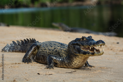 Photos A large caiman, Caiman latirostris, walks down the beach to enter the Cuiaba River
