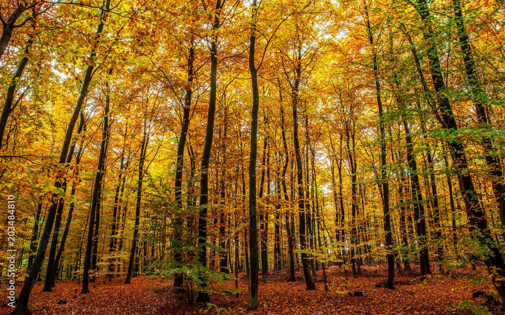 Fototapeta premium Natura