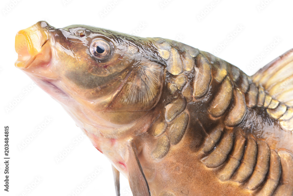 Fish mirror carp Fish mirror carp