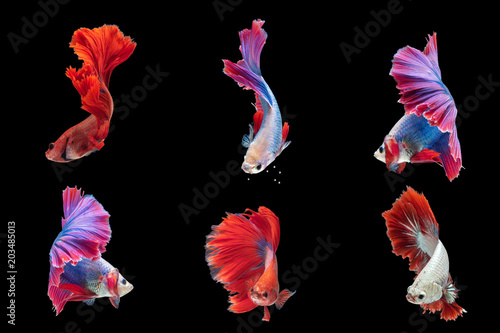 Photography 6 Betta fishes,Siamese fighting fishes isolated on black