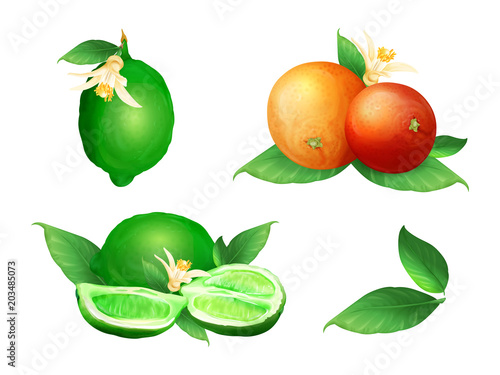 Lime and orange vector illustration of citrus fruit botanical blossom and leaf. Fresh juicy lemon lobe or cut slice design for tangerine jam food or juice and tea drink or cosmetic package design