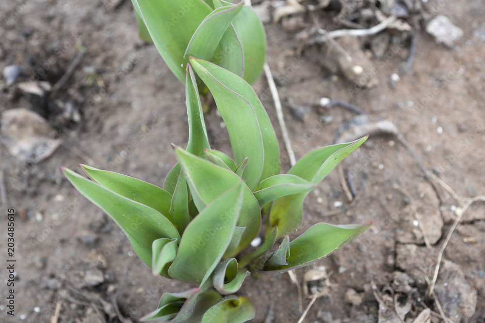 The first sprouts of tulips. Early spring in the garden concept. Copy space. The first sprouts of tulips. Early spring in the garden concept. Copy space.