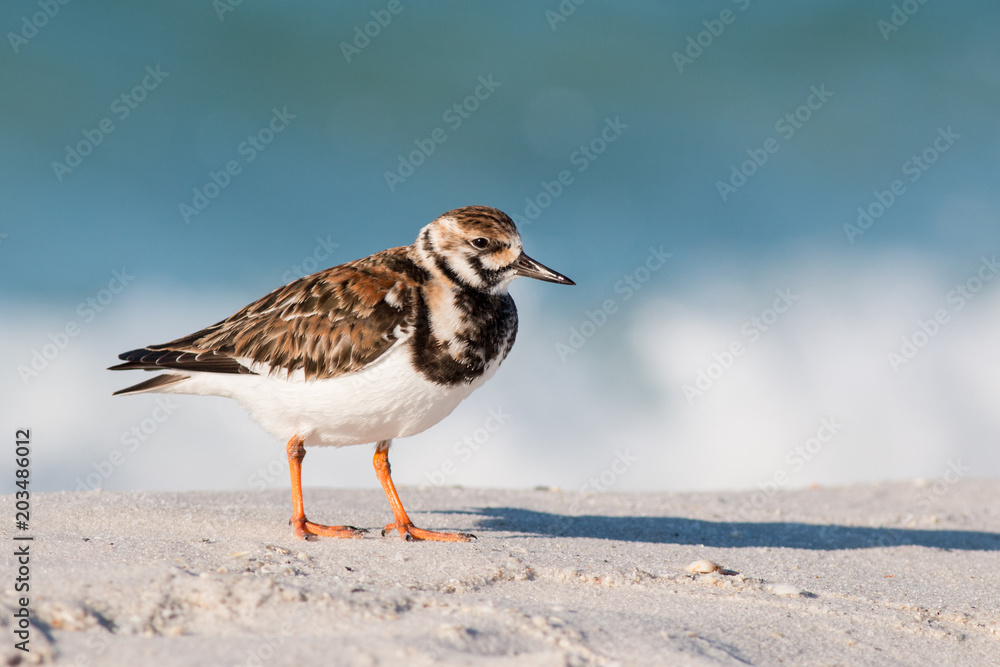 Ruddy Turnstone bird on a white sandy beach in Florida. Ruddy Turnstone bird on a white sandy beach in Florida.