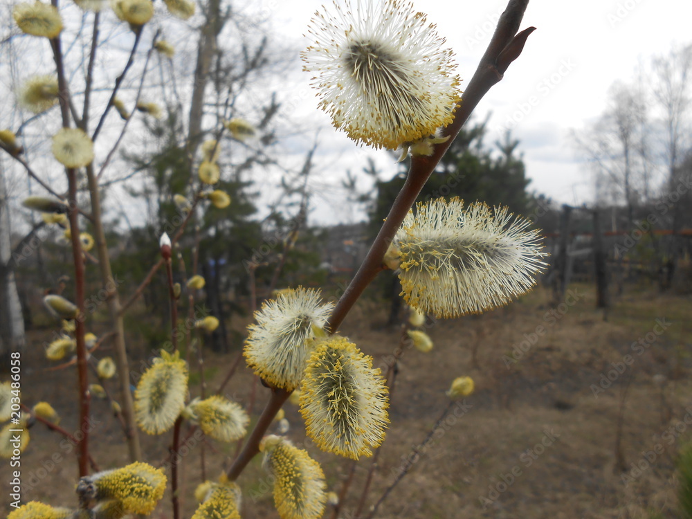 верба зацвела весной за городом.. Stock Photo | Adobe Stock