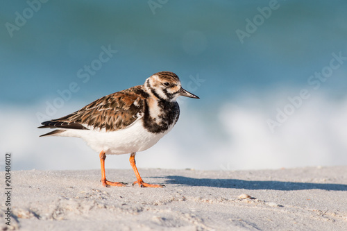Ruddy Turnstone bird on a white sandy beach in Florida. © tputman151
