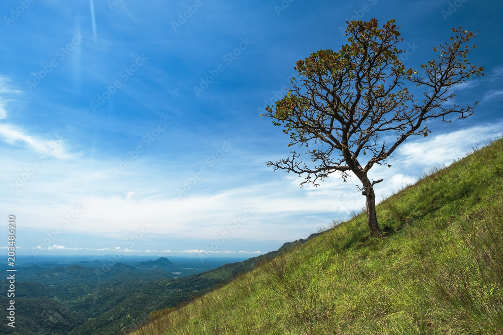 solitary tree on grassy green hill and blue sky with clouds in the background solitary tree on grassy green hill and blue sky with clouds in the background