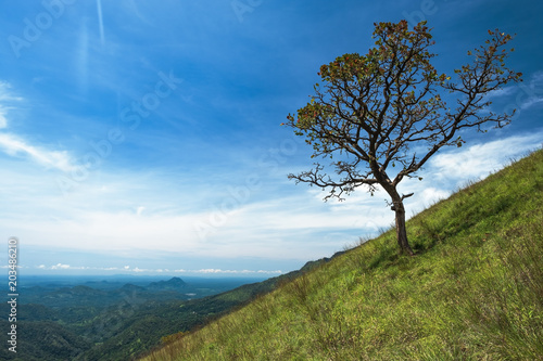 solitary tree on grassy green hill and blue sky with clouds in the background