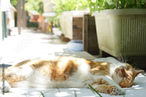 Wallpaper Mural 眠る茶猫 Torontodigital.ca