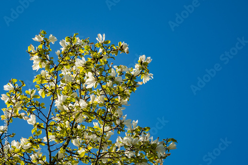 white magnolia flowers on the tree under the blue sky in a sunny day