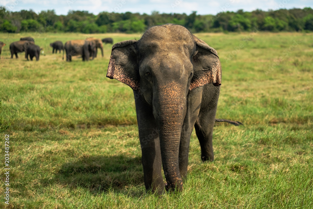 Obraz premium Small asian elephant standing and looking on camera in national park in Sri lanka.