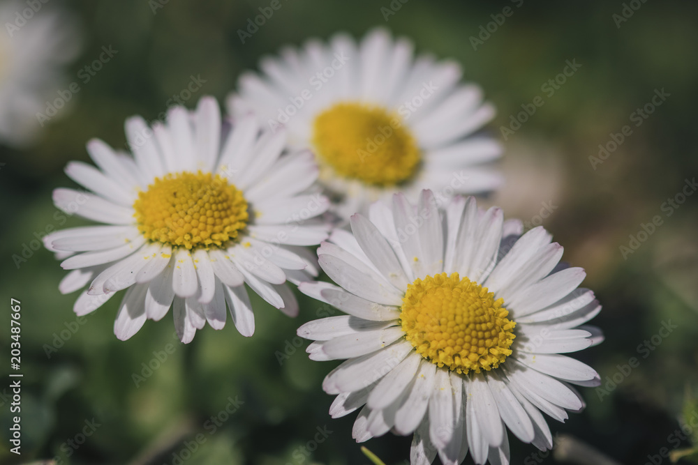 Three daisy flowers in bloom close up on a flower bed Three daisy flowers in bloom close up on a flower bed