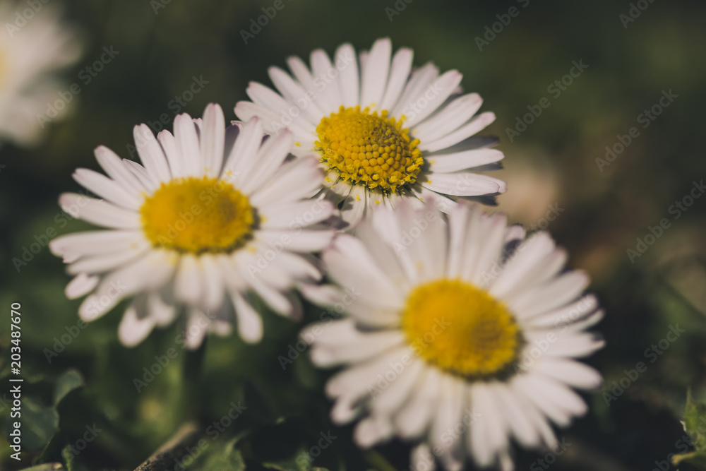 Obraz premium Three daisy flowers in bloom close up on a flower bed