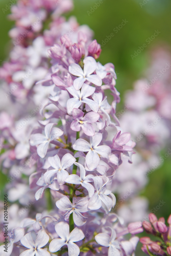 Lilac flowers Spring time close up Outdoor Park Lilac flowers Spring time close up Outdoor Park