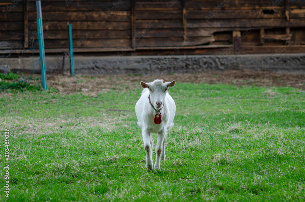 Obraz premium ヤギ