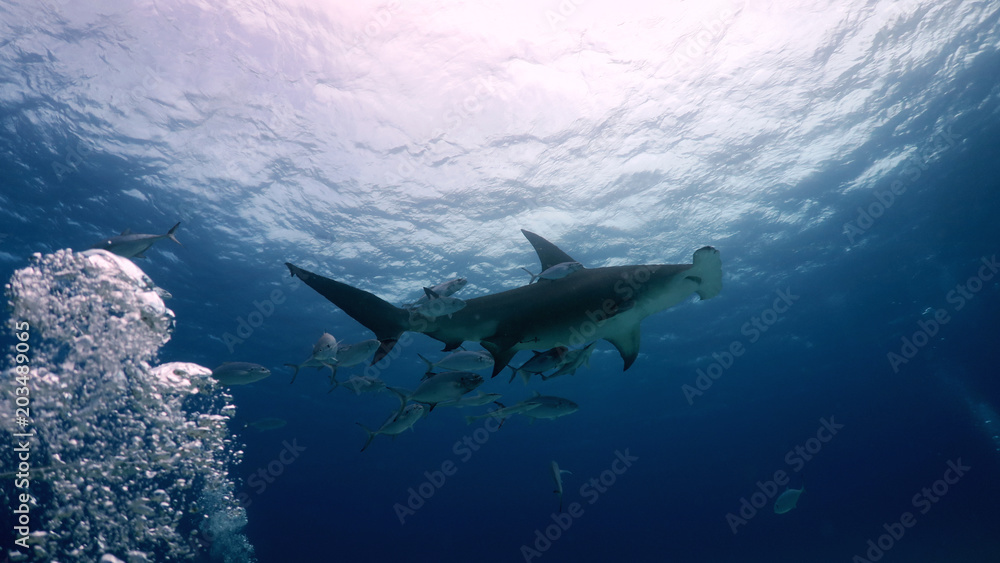 Fototapeta premium Portrait of a shark swimming in the ocean. Concept: Holidays, nature, traveling