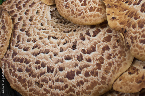 Big brown triturium mushroom. Amazing natural pattern photo