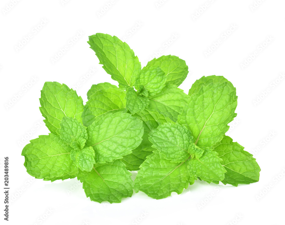 mint leaf on white background mint leaf on white background